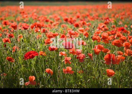 Un campo di papaveri rossi Foto Stock