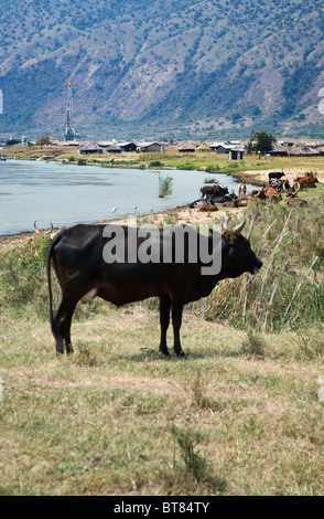 Mucca dalla mandria di bovini Ankole sulla riva del lago Albert con esplorazione petrolifera rig e villaggio locale in background, Uganda, Foto Stock