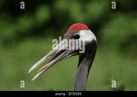 Ritratto di un rosso-Crowned Crane (Grus japonensis) con becco aperto. Foto Stock