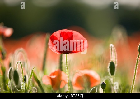 Un papavero rosso fiore in un campo Foto Stock