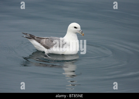 Fulmarus glacialis Foto Stock