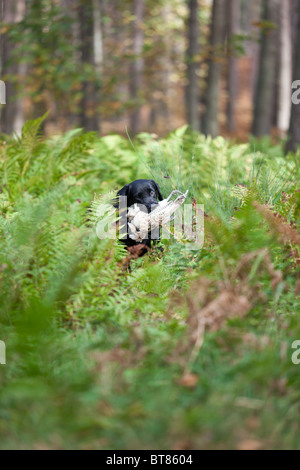 Nero Labrador retriever recupero di gioco Foto Stock