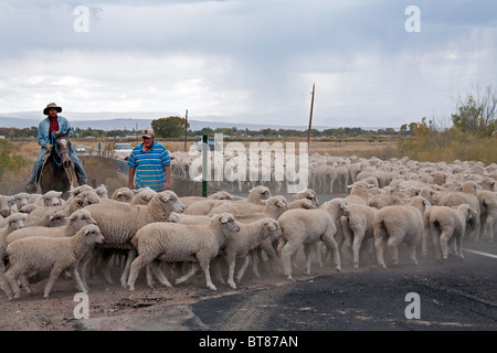 Sposta pastore del gregge di pecore lungo una strada a un nuovo pascolo Foto Stock