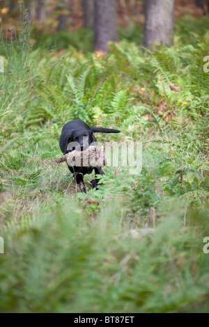 Nero Labrador retriever recupero di gioco Foto Stock