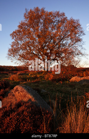 Lone Tree in autunno, Lawrence Campo, Longshaw station wagon, Derbyshire's Peak District, UK. Foto Stock