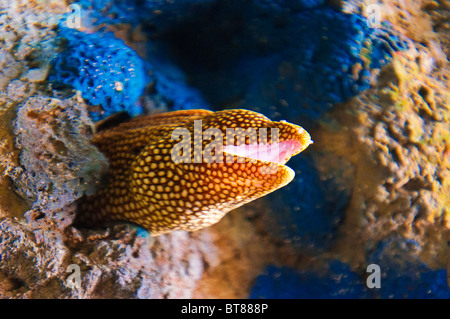 Anguilla presentano a Monterey Bay Aquarium, Monterey, California Foto Stock