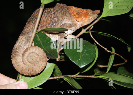 Madagascar, chameleon su un albero Foto Stock