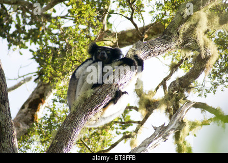 Madagascar, Perinet, un Indri, (Indri Indri) il lemure più grande, urlando in riserva Alanamazaotra, Andasibe Parco Nazionale Foto Stock