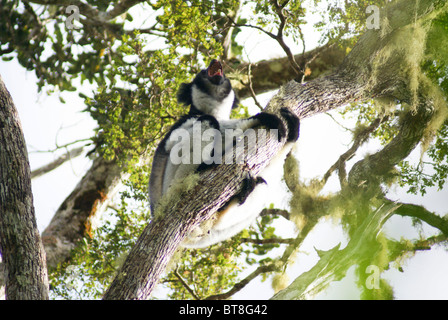 Madagascar, Perinet, un Indri, (Indri Indri) il lemure più grande, urlando in riserva Alanamazaotra, Andasibe Parco Nazionale Foto Stock
