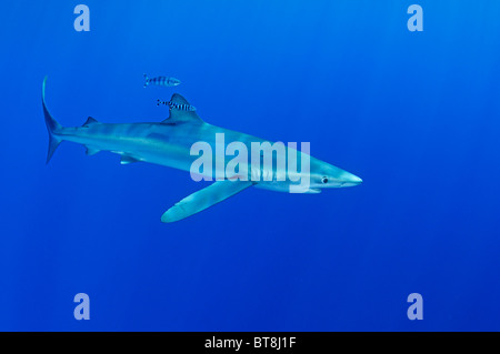 Blue Shark e pilotfisch, Prionace glauca, Naucrates raschiatore, Azzorre, Portogallo, Oceano Atlantico Foto Stock