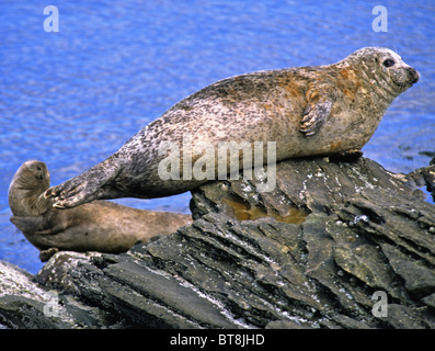 Queste sono le guarnizioni comune crogiolarsi al sole. Foto Stock