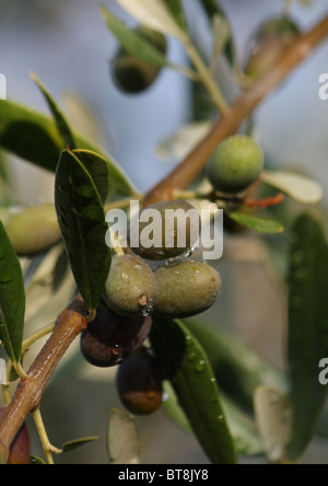 Acerbi olive verdi sul ramo di albero. Foto Stock