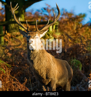 Il cervo (Cervus elaphus) nel corso autunnale di Rut Foto Stock