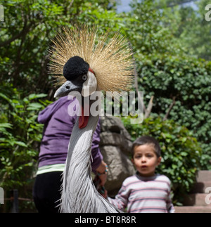 Grey Crowned Crane (Balearica regulorum) ed i visitatori allo zoo di Chapultepec in Messico Foto Stock