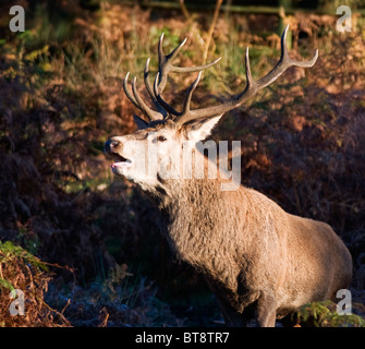 Il cervo (Cervus elaphus) muggito nel corso autunnale di Rut Foto Stock