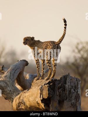 Cheetah profumo la marcatura di un tronco di un albero, Parco Nazionale Kruger Sud Africa Foto Stock