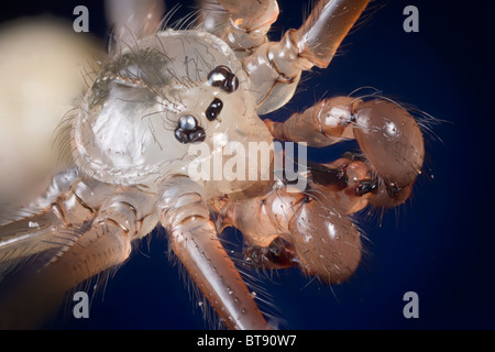 Pholcus phalangioides spider, fortemente ingrandita che mostra ritratto palpi, mandibole & strani occhi semplici. Foto Stock