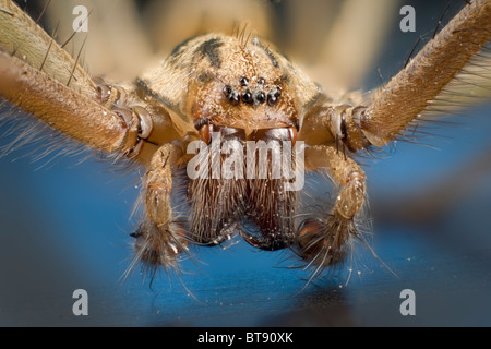 Dettaglio di palpi e apparato boccale, occhi di Tegenaria domestica, casa domestici spider Foto Stock