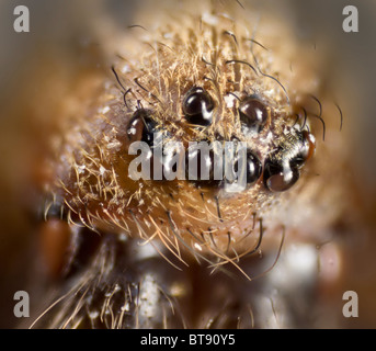 Dettaglio degli occhi semplici di Tegenaria domestica, casa domestici spider Foto Stock