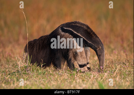 Anteater gigante nel Pantanal Foto Stock