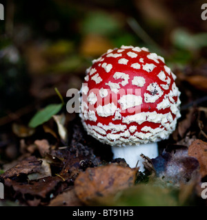 Fly Agaric emergenti cappuccio chiuso ritratto Foto Stock