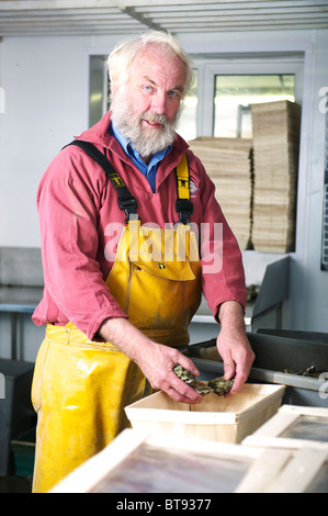 Scatole di colchester native ostriche appena catturati e pronti per il mercato del pesce in corso di preparazione da parte del coltivatore di OYSTER Foto Stock