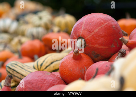 Gli agricoltori colorato display con una vasta selezione di zucche per la vendita su un tavolo esterno nel sole autunnale Foto Stock