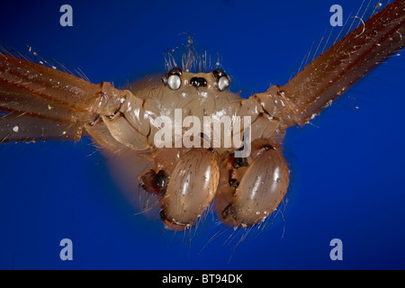 Pholcus phalangioides spider, fortemente ingrandita che mostra ritratto palpi, mandibole Foto Stock