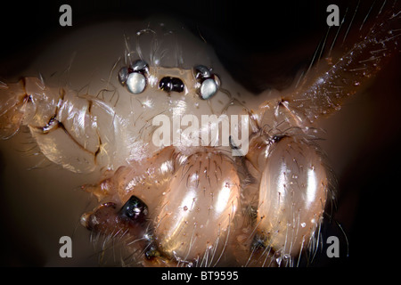Pholcus phalangioides spider, fortemente ingrandita che mostra ritratto palpi, mandibole Foto Stock