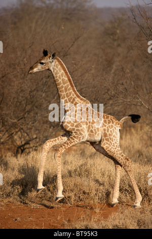 I giovani giraffa salta in avanti, il Parco Nazionale Kruger, Sud Africa. Foto Stock