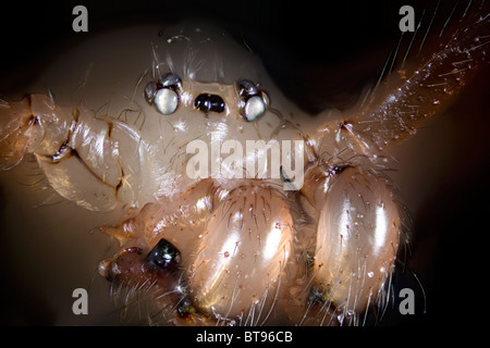 Pholcus phalangioides spider, fortemente ingrandita che mostra ritratto palpi, mandibole Foto Stock