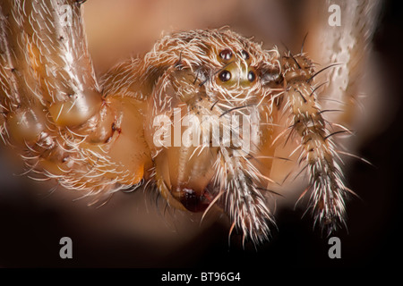 Dettaglio di palpi e apparato boccale, occhi di Tegenaria domestica, casa domestici spider Foto Stock