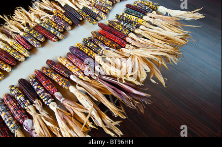 Variegata di mais (mais Indiano) utilizzati come decorazioni, cherokee, North Carolina, STATI UNITI D'AMERICA Foto Stock