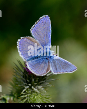 Comune maschio blue butterfly poggiante su un thistle su chalk downland Foto Stock