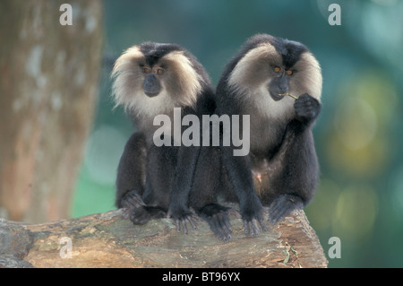 Lion-tailed macachi (Macaca silenus), adulti, ricorrenza in India Foto Stock