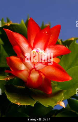 Holiday cactus (Zygocactus truncatus), fioritura Foto Stock