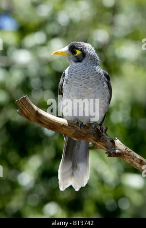 Noisy miner (Manorina melanocephala), uccello adulto, Australia Foto Stock