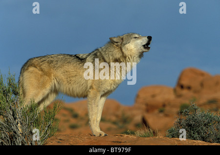 Orientale Lupo canadese o orientale rosso canadese Lupo (Canis lupus lycaon), urlando Foto Stock