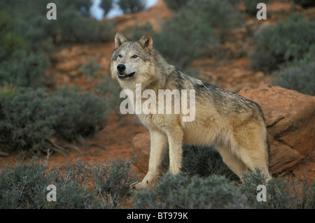 Orientale Lupo canadese o orientale rosso canadese Lupo (Canis lupus lycaon) Foto Stock