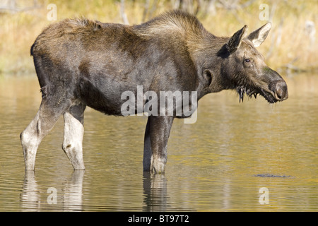 Moose mucca alimentando in piscina Foto Stock