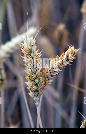 Macro di un covone di mais Foto Stock