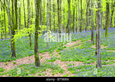 In primavera il bosco di faggio è tappezzato di bluebells a Hooke Park nel Dorset Foto Stock