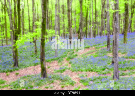 Soft focus immagine delle Bluebells a Hooke Park nel Dorset Foto Stock