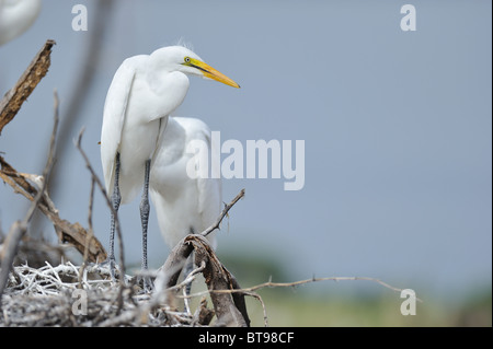 Western Airone bianco maggiore - grande airone bianco (Ardea alba - Egretta alba) grande pulcini sul Nido dei genitori in attesa di essere alimentato Foto Stock