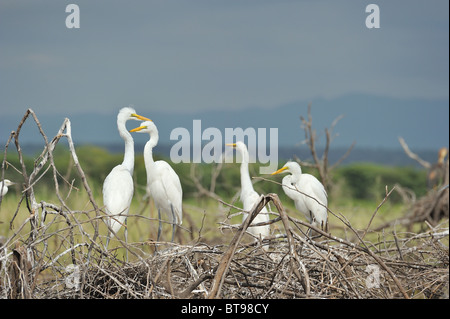 Western Airone bianco maggiore - Comune garzetta - grande airone bianco (Ardea alba - Egretta alba) adulti & grande fledged pulcini nella colonia Foto Stock