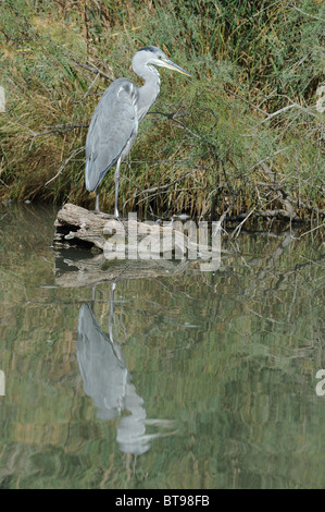 Comune di airone cenerino - Politica europea comune airone rosso (Ardea cinerea) in piedi su un log caduti in acqua - Camargue - Francia Foto Stock
