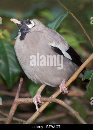 Wattled Starling (creatophora cinerea) Foto Stock