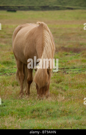 L'Islanda, la penisola di Reykjanes. Tipico cavallo islandese in pascolo. Foto Stock