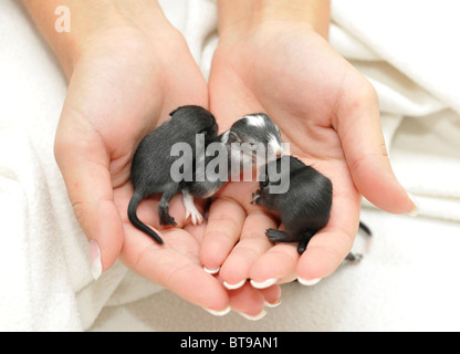 Jirds mongola o Gerbilli della Mongolia (Meriones unguiculatus) giovani, 2 settimane su un lato Foto Stock