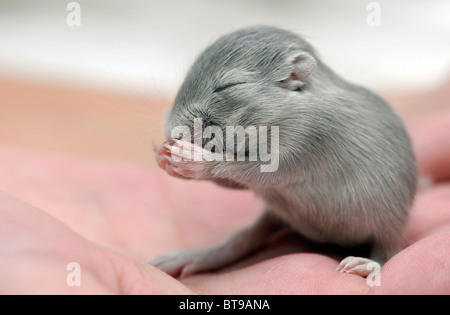 Jird mongola o gerbillo mongolo (Meriones unguiculatus) giovani, 2 settimane su un lato Foto Stock